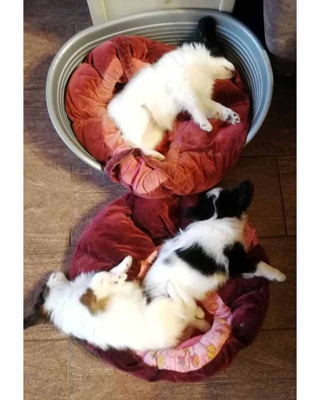 kennel_zvezda_moya в LOOKY. #щенки,#щенкипапийона,#собакабабочка,#купитьщенкапапийона,#хочусобаку,#хочумаленькуюсобаку,#люблюпапийонов,#папийонвкаждыйдом. Тихий час.
Они такие...