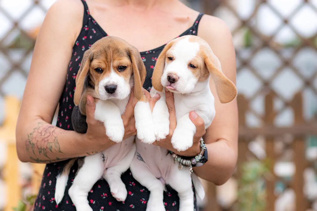 boni_beagle_askennel в LOOKY — фото 1