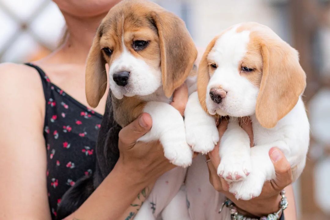 boni_beagle_askennel в LOOKY — фото 2