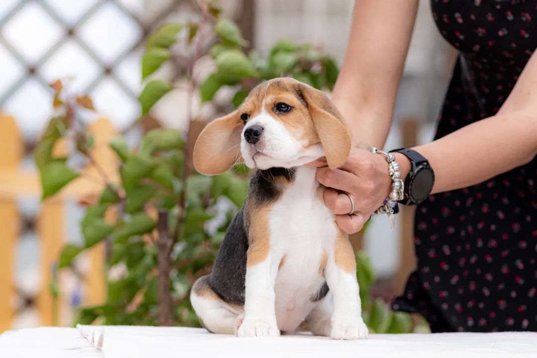 boni_beagle_askennel в LOOKY — фото 3