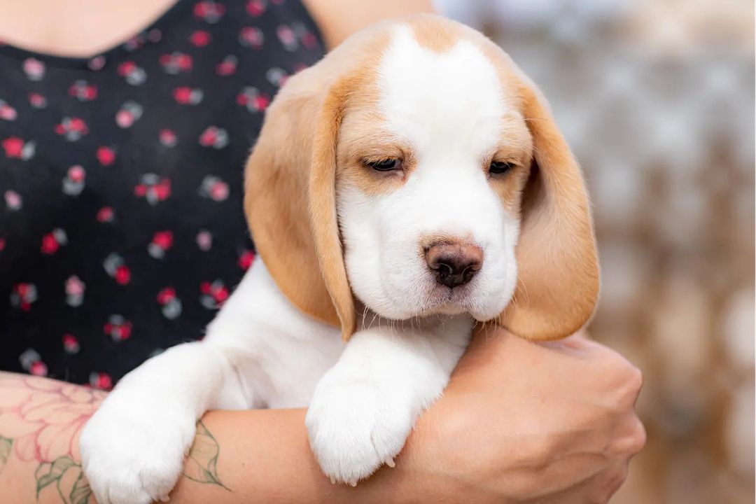 boni_beagle_askennel в LOOKY — фото 4
