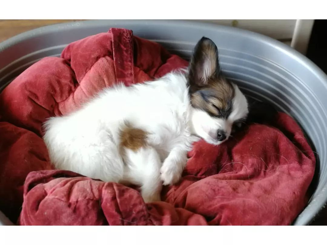 kennel_zvezda_moya в LOOKY — Сколько сил и терпения нужно заводчику, чтобы вырастить щенк
