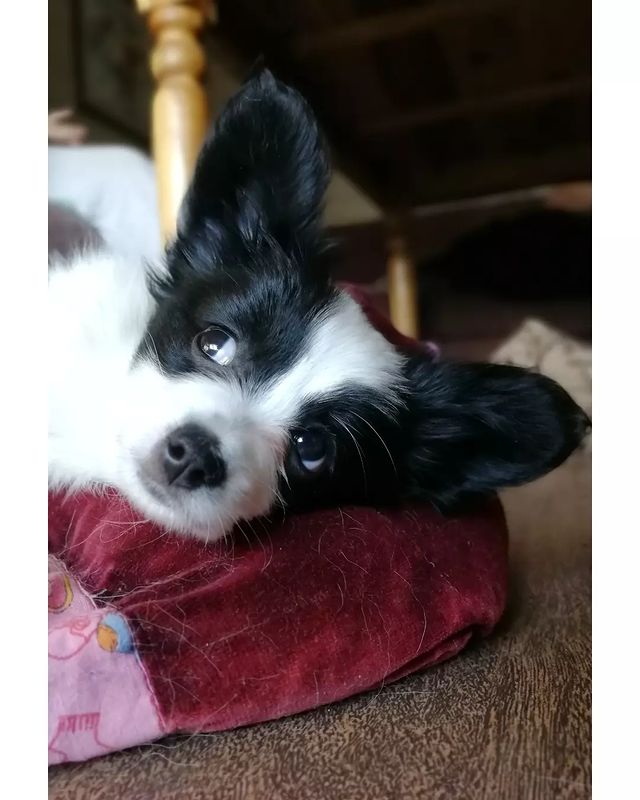 kennel_zvezda_moya в LOOKY. #щенки,#щенкипапийона,#собакабабочка,#купитьщенка. СВОБОДНА ДЛЯ РЕЗЕРВИ...