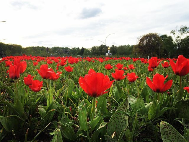 ceaseafire в LOOKY. #Tulips#Nature#Fun#GoodDay#Trip#Park#Flowers. #Tulips#Nature#Fun#G...
