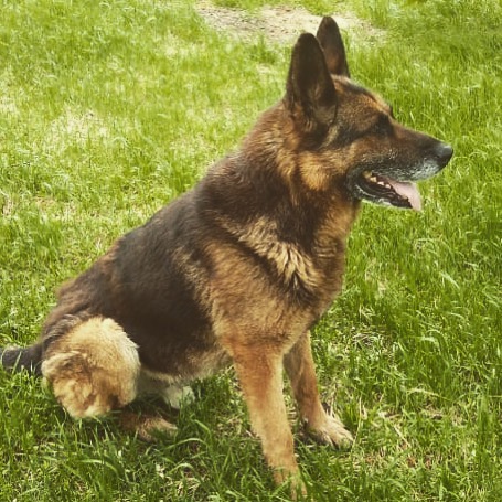wonderland_itar_kennel в LOOKY — А кобель то - кастрирован! Что совсем нетипично для деревни…