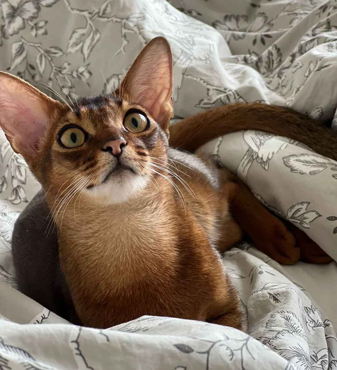 abyssinyancats в LOOKY — Лунтик прислал привет 🌞

Благодарю мамочку @dudina.design з