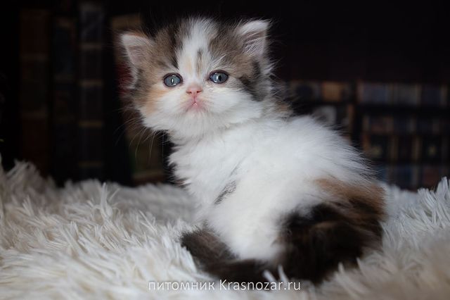 kate_krasnozar в LOOKY. . В нашем питомнике Пи...