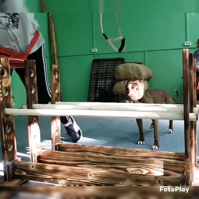 buntarka_161 in LOOKY. #огонь,#питбультерьер,#питбуль,#pitbullsofficial,#pitbull,#pittbull,#Z. Мой 🔥🔥🔥
 спасибо ...