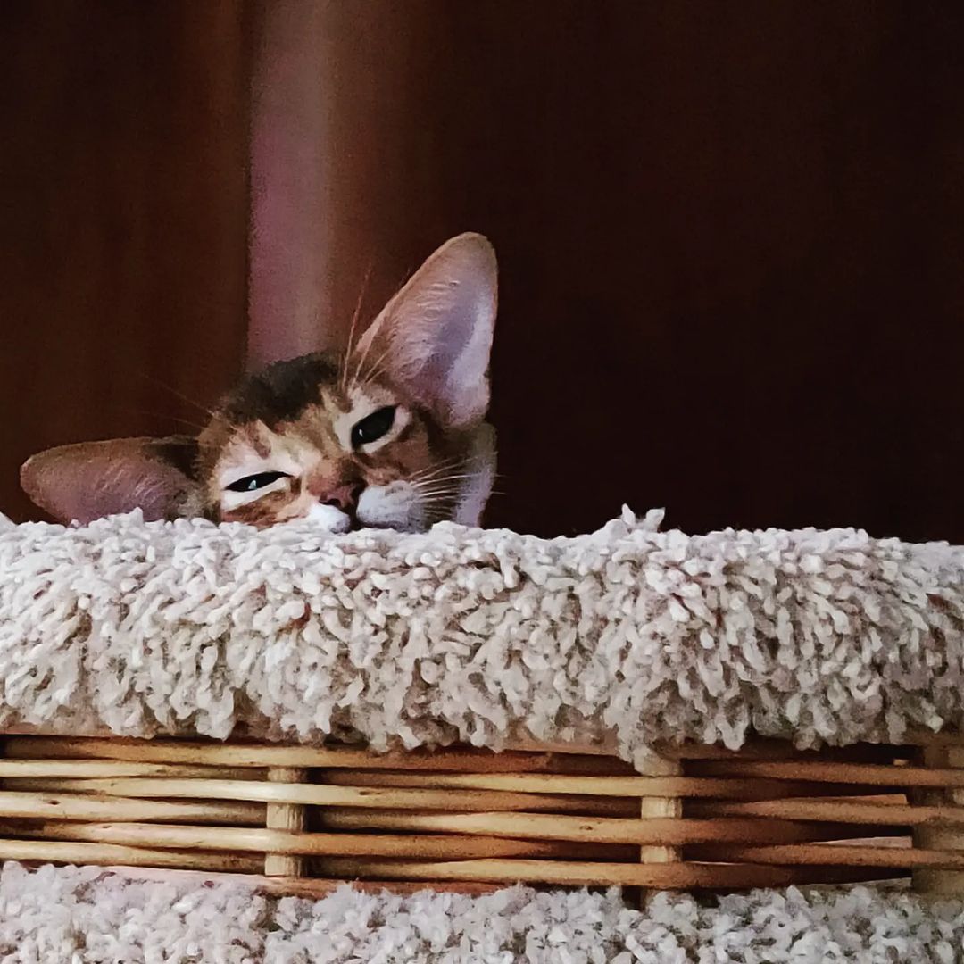 negaladydi в LOOKY — Я слежу#тамгдеживетабиссин #abyssinian #abykitten #mylove #f