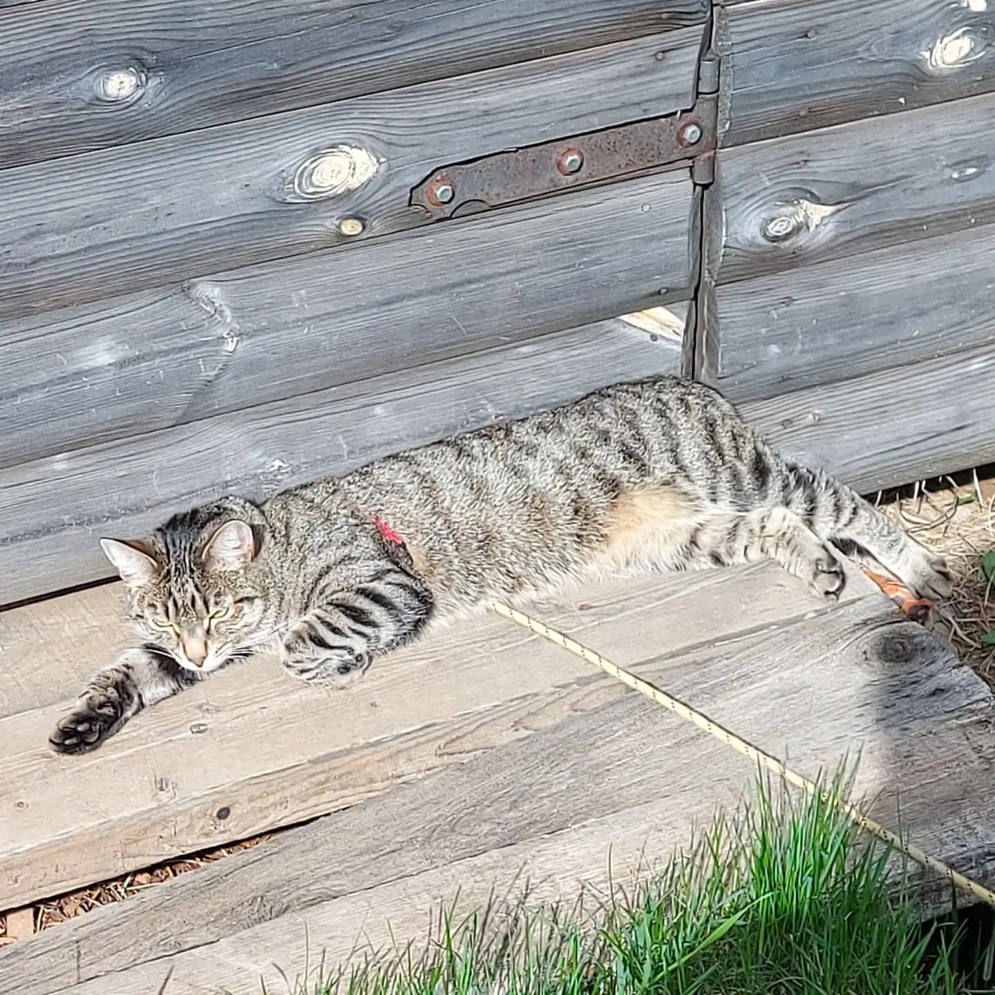 oksandrolon в LOOKY. . Мой кот где-то между...