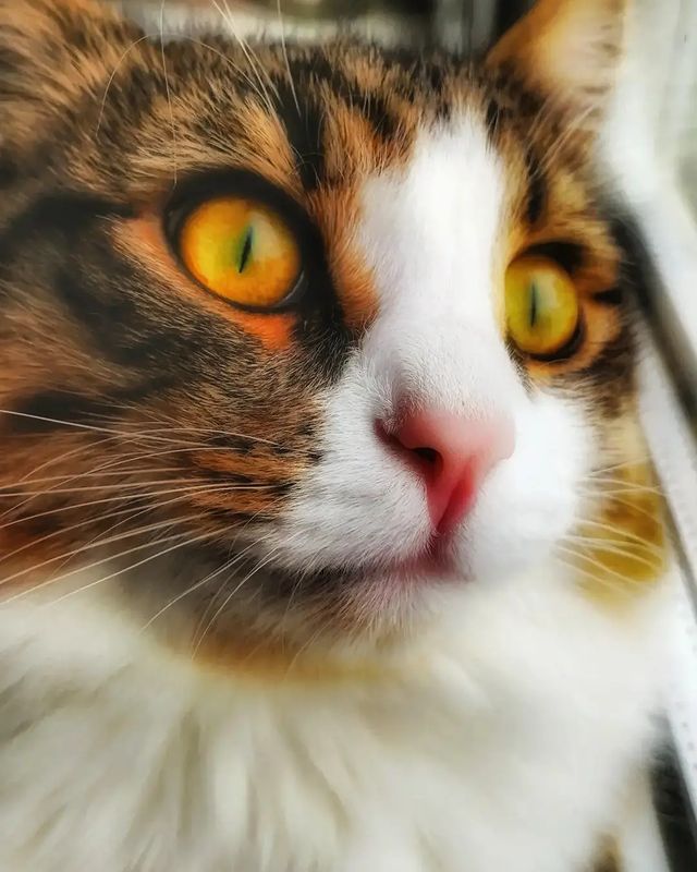 oksi_9671 в LOOKY. #cats,#mylove,#kitten,#relax,#безкотаижизньнета,#ночнойтыгыдык,#котики,#пушистики,#котвинстаграме. ♥️🐾🐈

#cats #mylov...