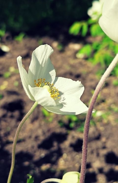 poems_with_love_ в LOOKY. #весна,#весна2022,#31мая,#последнийденьвесны,#new,#актуальное,#popular,#новыйпост,#стихи,#poetry,#поэзия,#современнаяпоэзия,#краскивесны,#счастье,#тридцатьперваявесна. ☀️ Эта весна была......