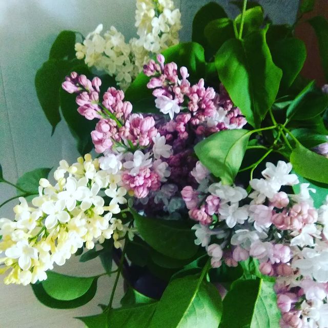 lido4ek1984 в LOOKY. #lilac. #lilac