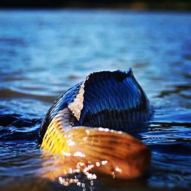 dream_fishing_kot_kitty в LOOKY. #рыбалка,#рыбацкое,#рыбацкийклуб,#рыбалкамечты,#карпфишинг,#природапрекрасна,#поймалотпусти,#флетфидер,#флетметод,#carphotography,#carpfishing,#carpgirls,#carphunter,#carplife,#carprig,#fishingtrip,#fish,#fishinglures,#fishinglifestyle,#fishingtime,#fisher,#fishinglife. Красота в мелочах.
#...