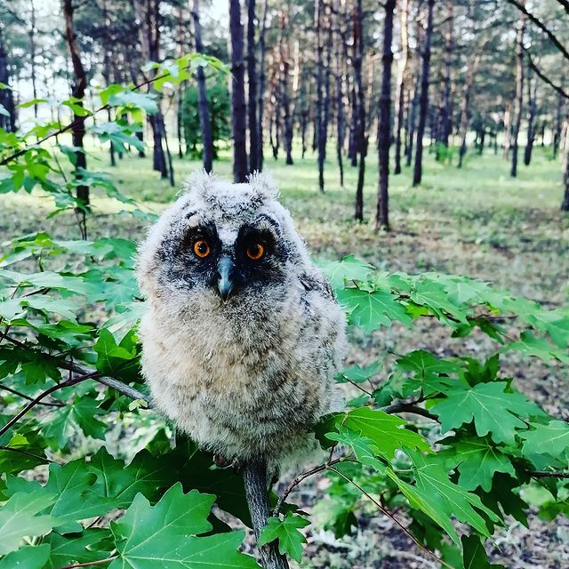 danechka_95ya в LOOKY. #простосова#совунья#погуляли#лес#соваоткрываймедведьпришел. #простосова#совунья#...