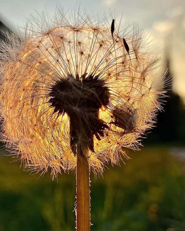 photo_barkate в LOOKY. #besmart_with_bulavina,#фотонасмартфон,#шедеврынасмартфон,#предметка,#полуночникибулавиной. Лето ж наступило🥳🥳...