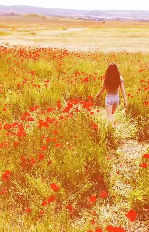 hizhnyack в LOOKY. #poppyfields,#crimea,#russiannature. Маковые поля возле с...