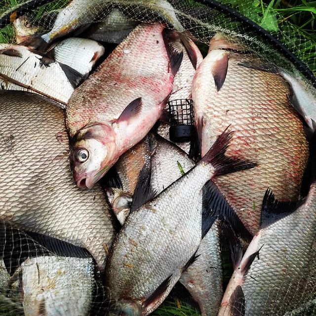 dream_fishing_kot_kitty в LOOKY. #рыбалка,#рыбацкое,#рыбацкийклуб,#рыбалкамечты,#поймалотпусти,#фидер,#carphotography,#carpfishing,#carpgirls,#carplife,#carprig,#fishingtrip,#fishing,#fish,#fishinglures,#fishinglifestyle,#fishingtime,#fishingtime,#fisher,#fishinglife. Когда рыбалка удалас...