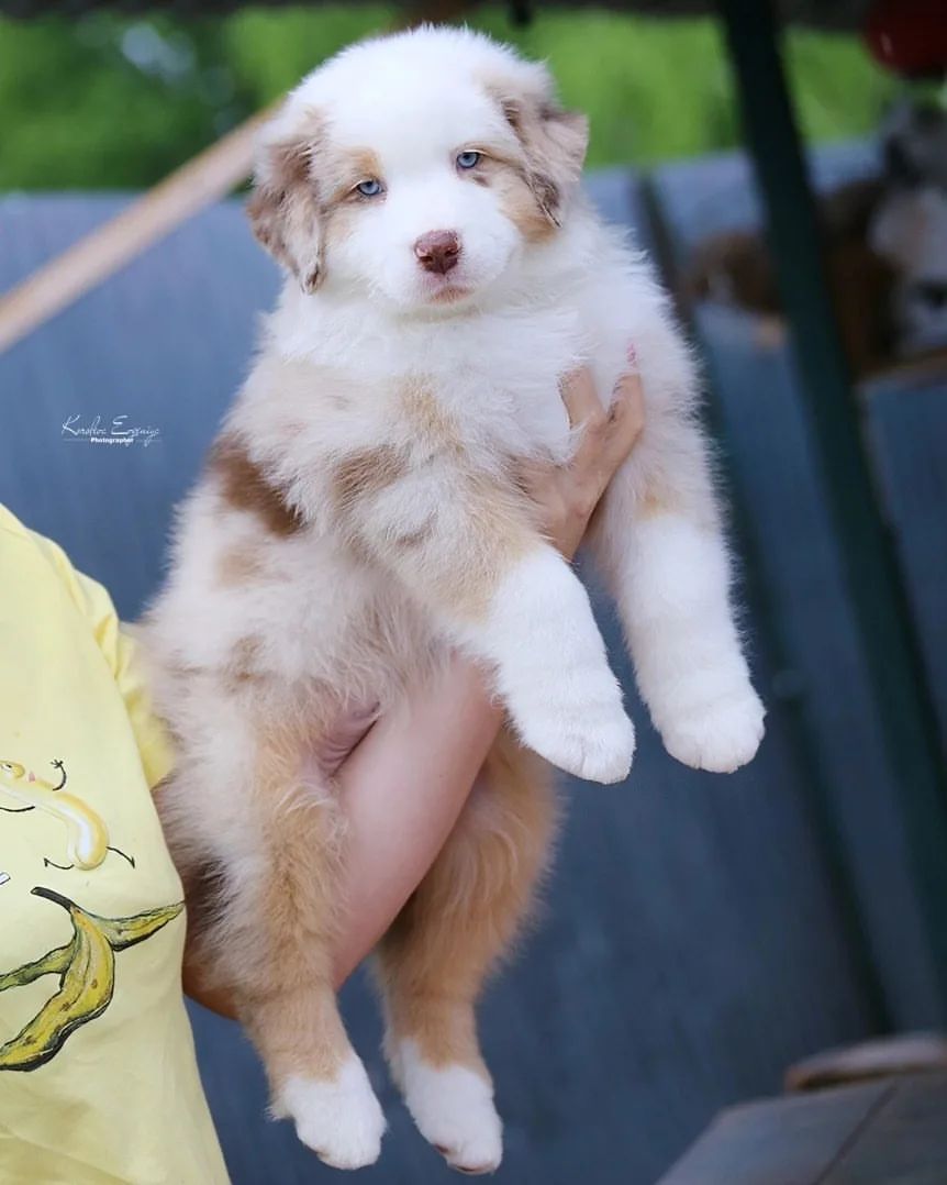 iz_doma_korolevoi_kennel в LOOKY — фото 2
