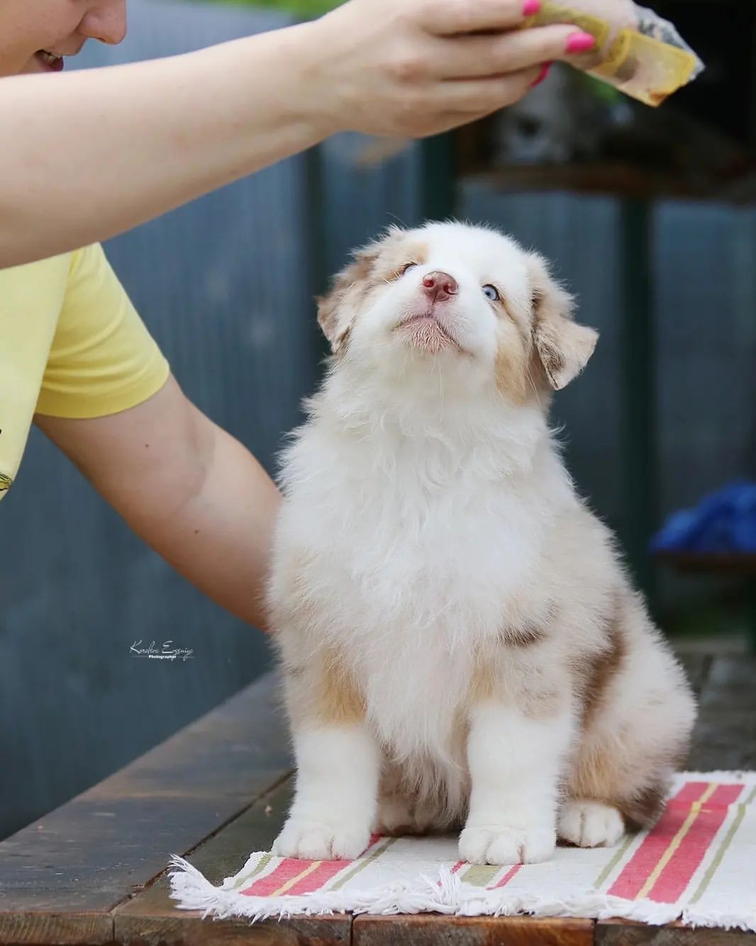 iz_doma_korolevoi_kennel в LOOKY — фото 2
