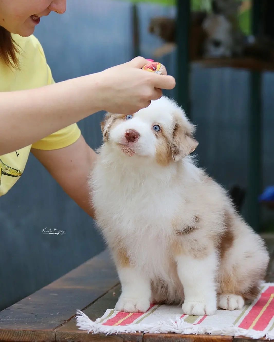 iz_doma_korolevoi_kennel в LOOKY — фото 3