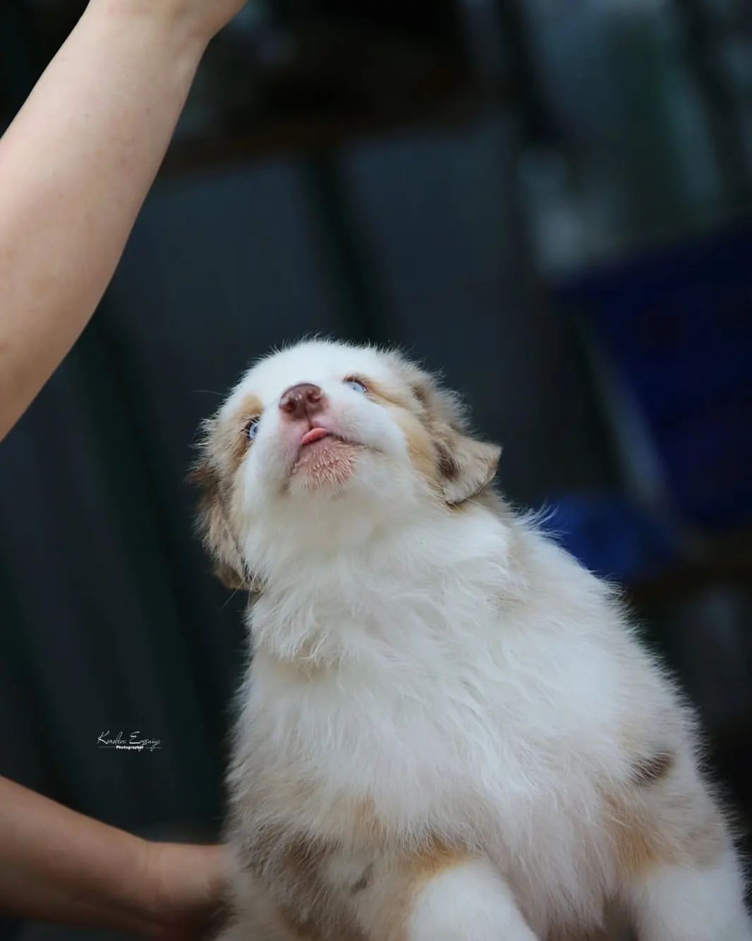 iz_doma_korolevoi_kennel в LOOKY — фото 6