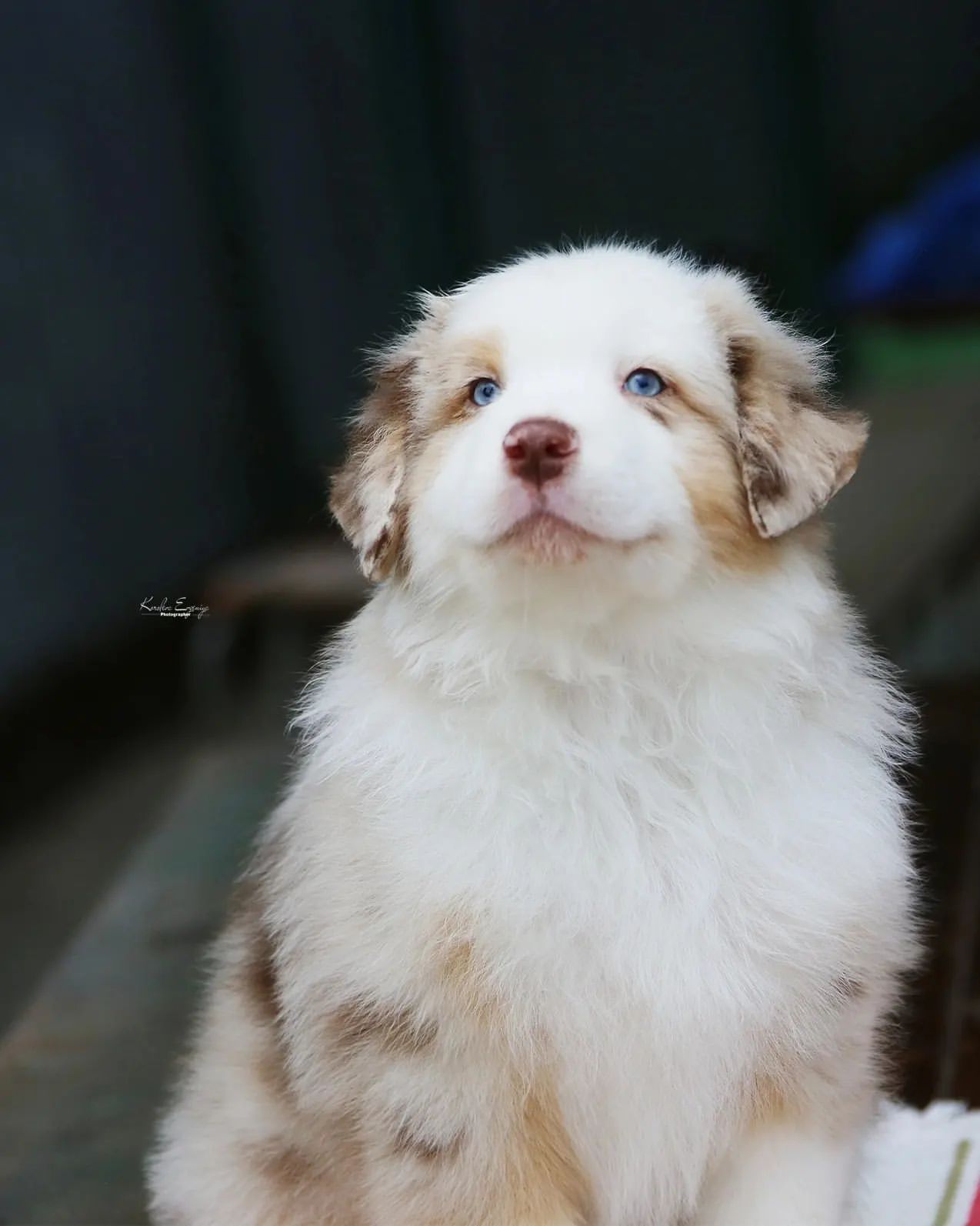 iz_doma_korolevoi_kennel в LOOKY — фото 7