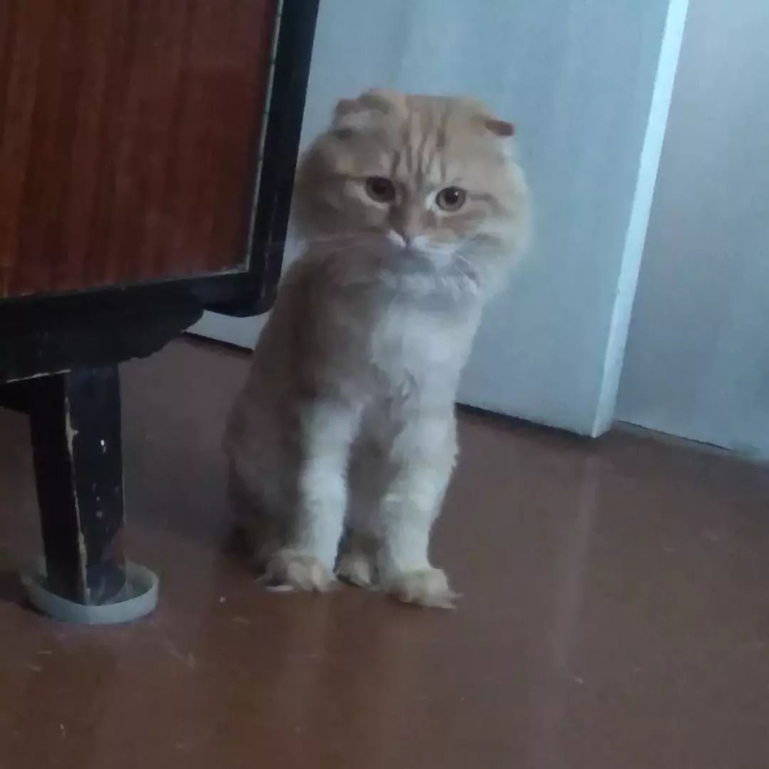 Пушистика вам в ленту😼🐈#Марсик