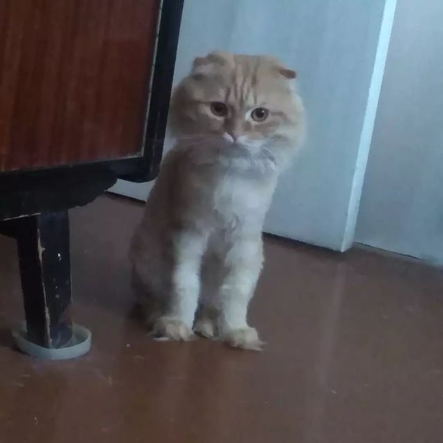 va1ieva_di в LOOKY. . Пушистика вам в лент...