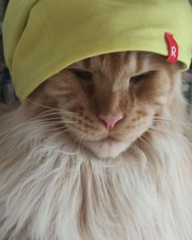 gavrdusha в LOOKY. #mainecoon_banda,#мейнкун,#мейнкуны,#мейн_кун,#мейнкунырулят,#мейн,#мейнкунроссия,#мэйнкун,#мэйнкуны,#мэйнкуныонитакие,#мейнкунысамыебольшиекошкивмире,#mainecoon_banda,#мэйнкунфото,#мейнкункотята,#гаврдуша,#мейнкунпродажакотят. Мой друг, мой Канц, ...