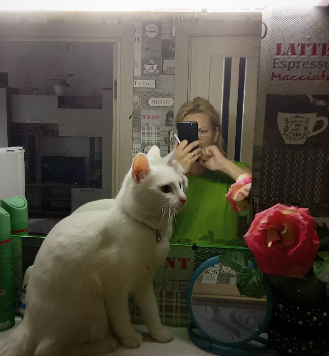allusich_ka в LOOKY — ✨😺✨
.
.
.
#киса #кошки