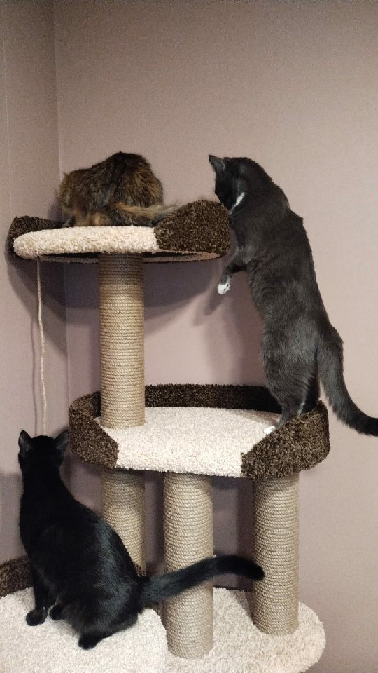 tasiro_workshop в LOOKY. #мойкотик,#котмоялюбовь,#лучшеедлялучших,#котомемы,#котомебель,#когтеточкадлякошки,#комплексдлякошек,#котодети,#житьздесьисейчас. Вот такой замечатель...