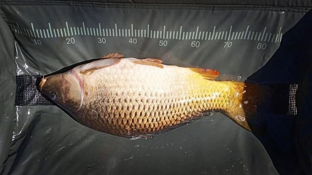 dream_fishing_kot_kitty в LOOKY. #рыбалка,#рыбацкое,#рыбацкийклуб,#рыбалка🎣,#рыбалкамечты,#карпфишинг,#карп,#поймалотпусти,#флетфидер,#флетметод,#fishingtrip,#ffembaits,#fishberry,#ffem,#fishing,#fish,#fishinglures,#fishinglifestyle,#fishingtime,#fisher,#fishinglife,#carphotography,#carpfishing,#carpgirls,#carp,#ccmore,#carphunter,#carplife. Поросенок 🎏🐟🐷
#ры...