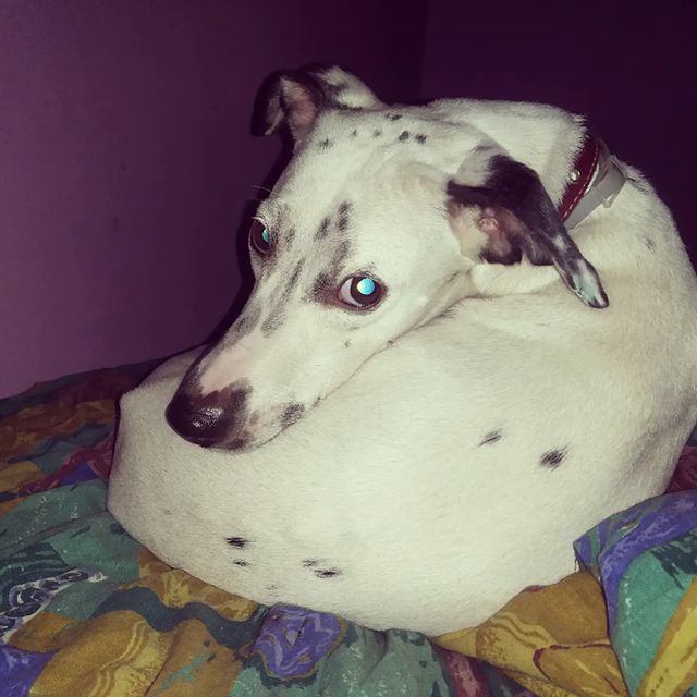 volchenkova.mariya в LOOKY. #собака_на_кровати.. #собака_на_кровати. ...