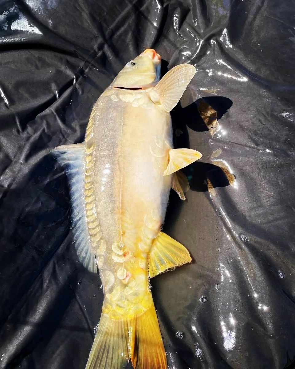 dream_fishing_kot_kitty in LOOKY