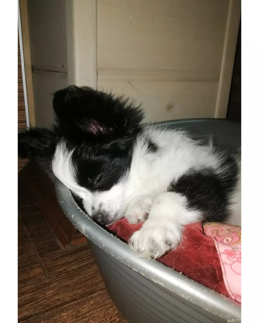 kennel_zvezda_moya в LOOKY — ПАНДА.
(Звезда Моя ЭМИЛИ).
Очаровательный, очень комфортный 