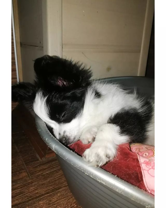 kennel_zvezda_moya в LOOKY. #папийон,#звездамоя,#щенки,#купитьщенкапапийона,#хочусобаку,#хочумаленькуюсобаку,#люблюпапийонов,#папийонвкаждыйдом. ПАНДА.
(Звезда Моя Э...
