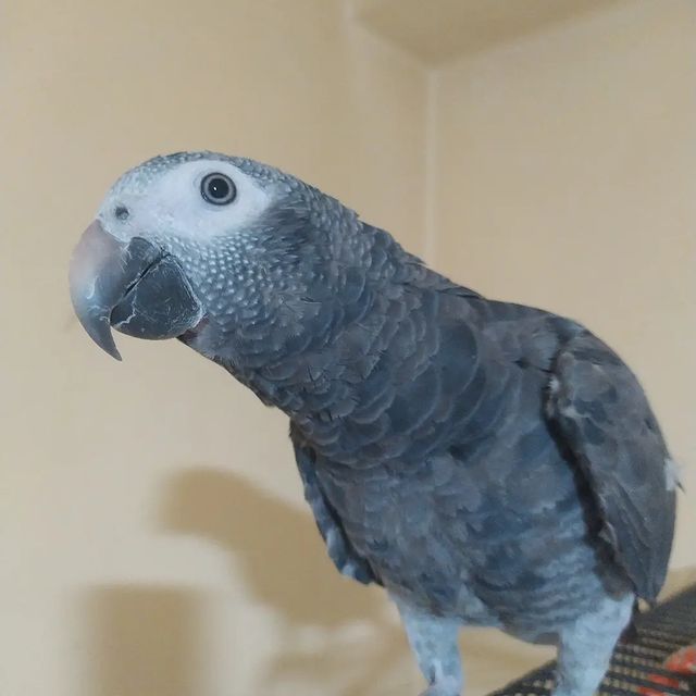 eeenverkilinccc в LOOKY. #papağan,#papağaneğitimi,#papağansahiplendirme,#papagan,#papaganturkiye,#papaganegitimi,#parrottrainer,#papağanlar,#parrottraining,#papağankafesi,#parrot,#timneh,#timnehafricangrey,#africangrey,#africangreyparrot,#timnehafricangreyparrot,#jakopapağan,#jako,#ankara,#pursaklar,#keçiören,#çubuk,#akyurt. 🦜Bir yaşında gri gö...