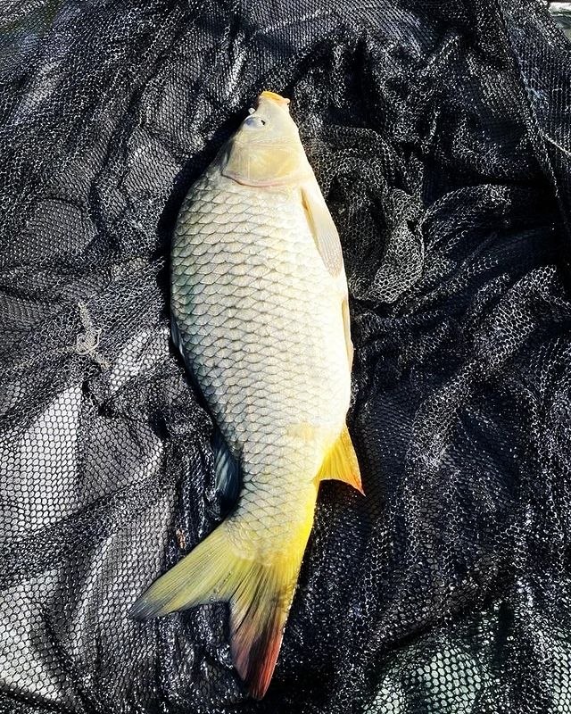 dream_fishing_kot_kitty в LOOKY. #рыба,#рыбалка,#рыбацкое,#рыбацкийклуб,#рыбалкамечты,#поймалотпусти,#карпфишинг,#флетфидер,#флетметод,#carphotography,#carpfishing,#carpgirls,#carp,#ccmore,#carphunter,#carplife,#carprig,#fishingtrip,#ffembaits,#fishberry,#ffem,#fishing,#fish,#fishinglures,#fishinglifestyle,#fishingtime,#fisher,#fishinglife. #рыба #рыбалка #рыба...