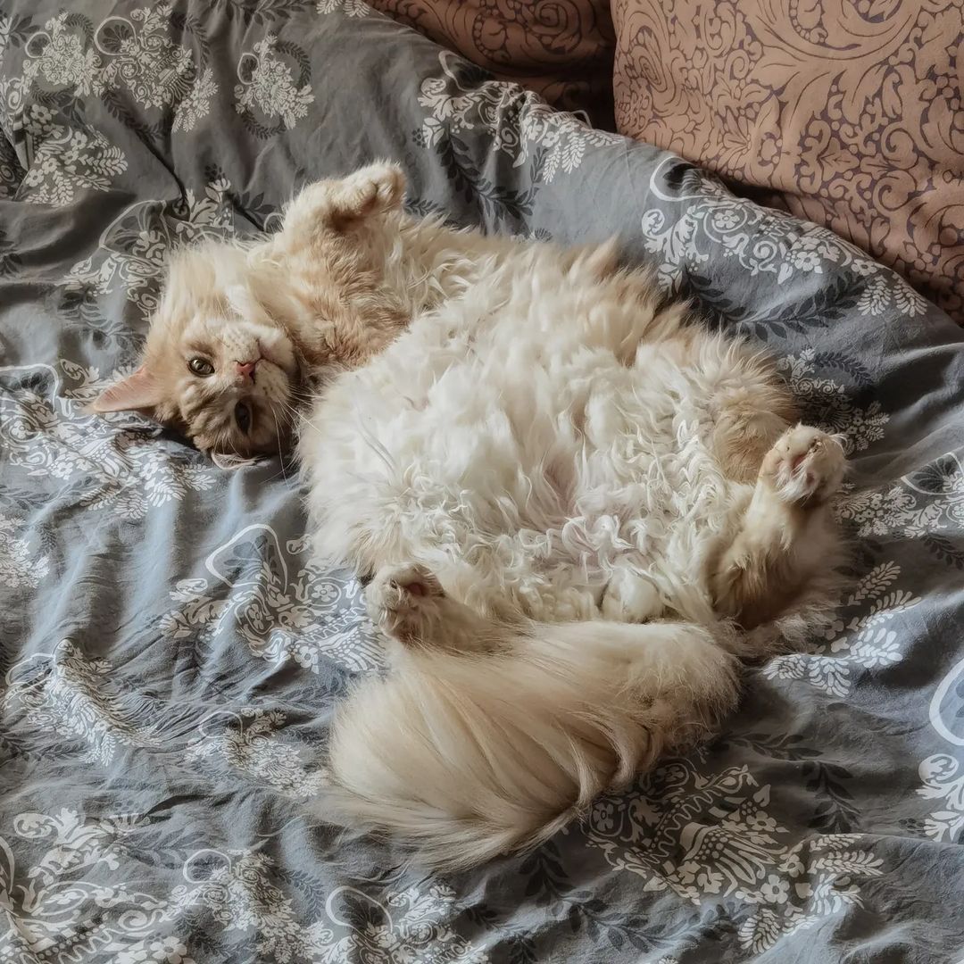 Ооо моё великолепное пузцо😍🐾🤭
#котхеймдалль #меховойкот #котики #котикивкроватке #котьепузо
