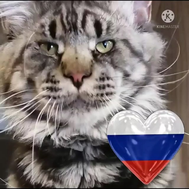 gavrdusha в LOOKY. #mainecoon_banda,#мейнкун,#мейнкуны,#мейн_кун,#мейнкунырулят,#мейн,#мейнкунроссия,#мэйнкун,#мэйнкуны,#мэйнкуныонитакие,#мейнкунысамыебольшиекошкивмире,#mainecoon_banda,#мэйнкунфото,#мейнкункотята,#гаврдуша,#мейнкунпродажакотят,#мейнкунспб. Друзья ✊✊✊С праздник...