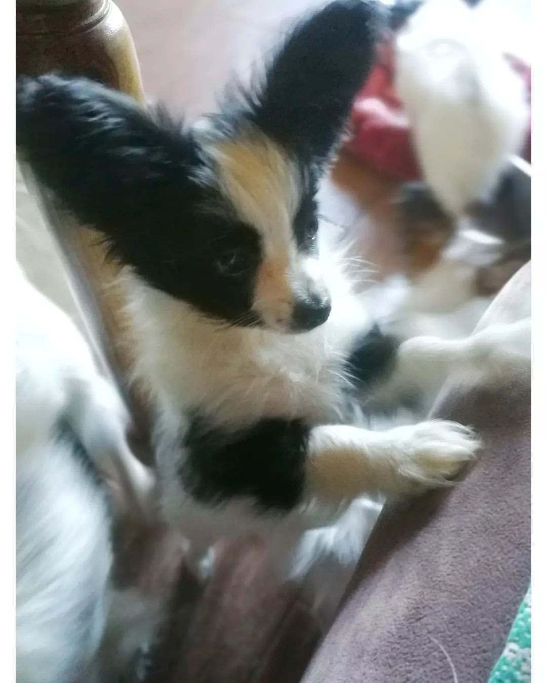 kennel_zvezda_moya в LOOKY — ПАНДА.
(Звезда Моя ЭМИЛИ)
Мам, ты меня звала?

Девчуля свобо
