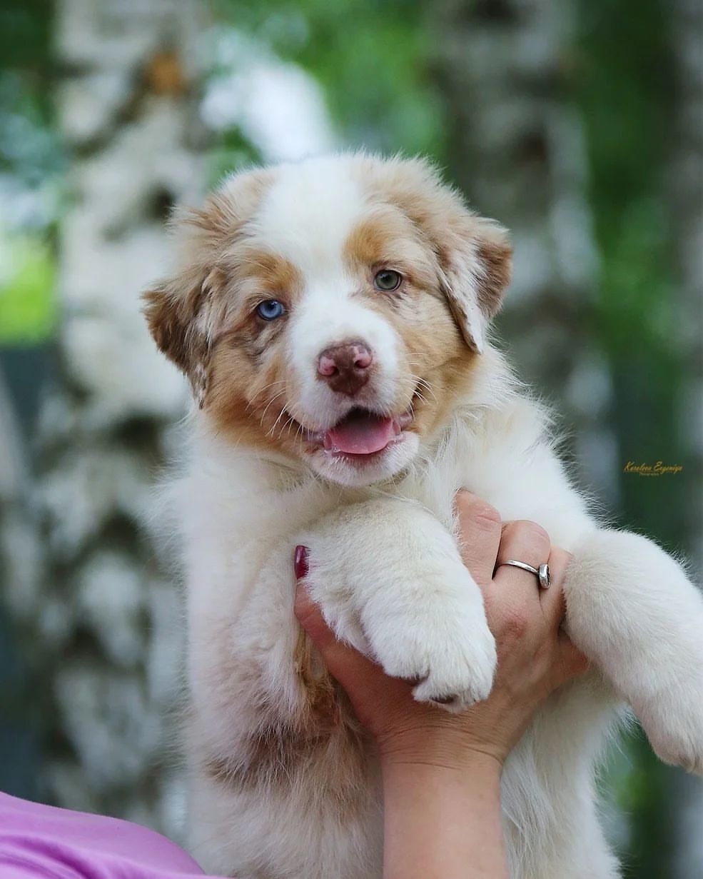 iz_doma_korolevoi_kennel в LOOKY — фото 2