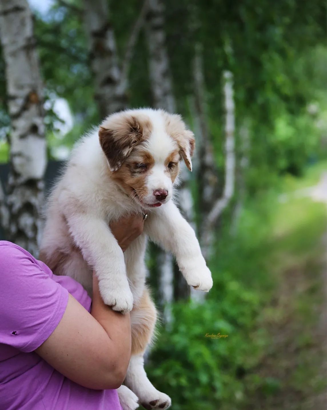 iz_doma_korolevoi_kennel в LOOKY — фото 6