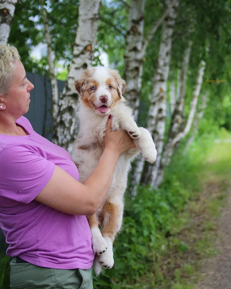 iz_doma_korolevoi_kennel в LOOKY — фото 4