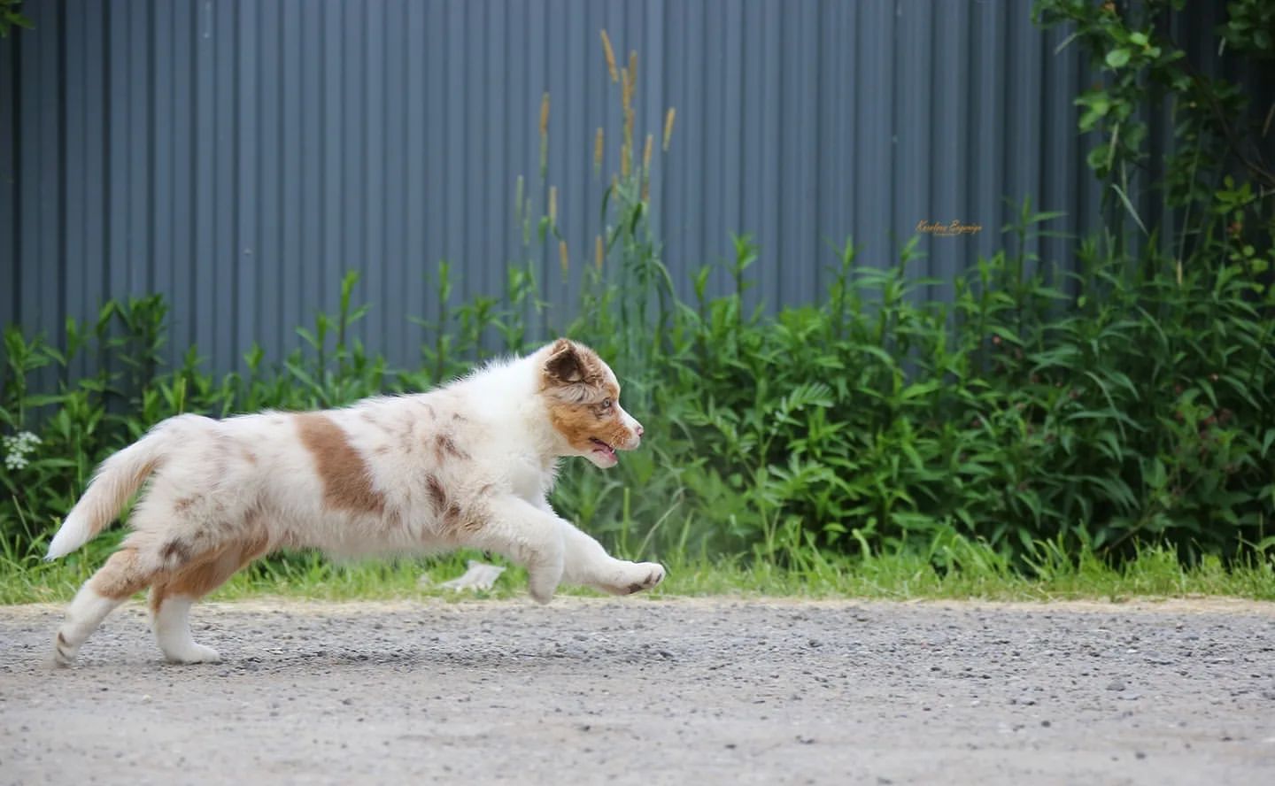 iz_doma_korolevoi_kennel в LOOKY — фото 2