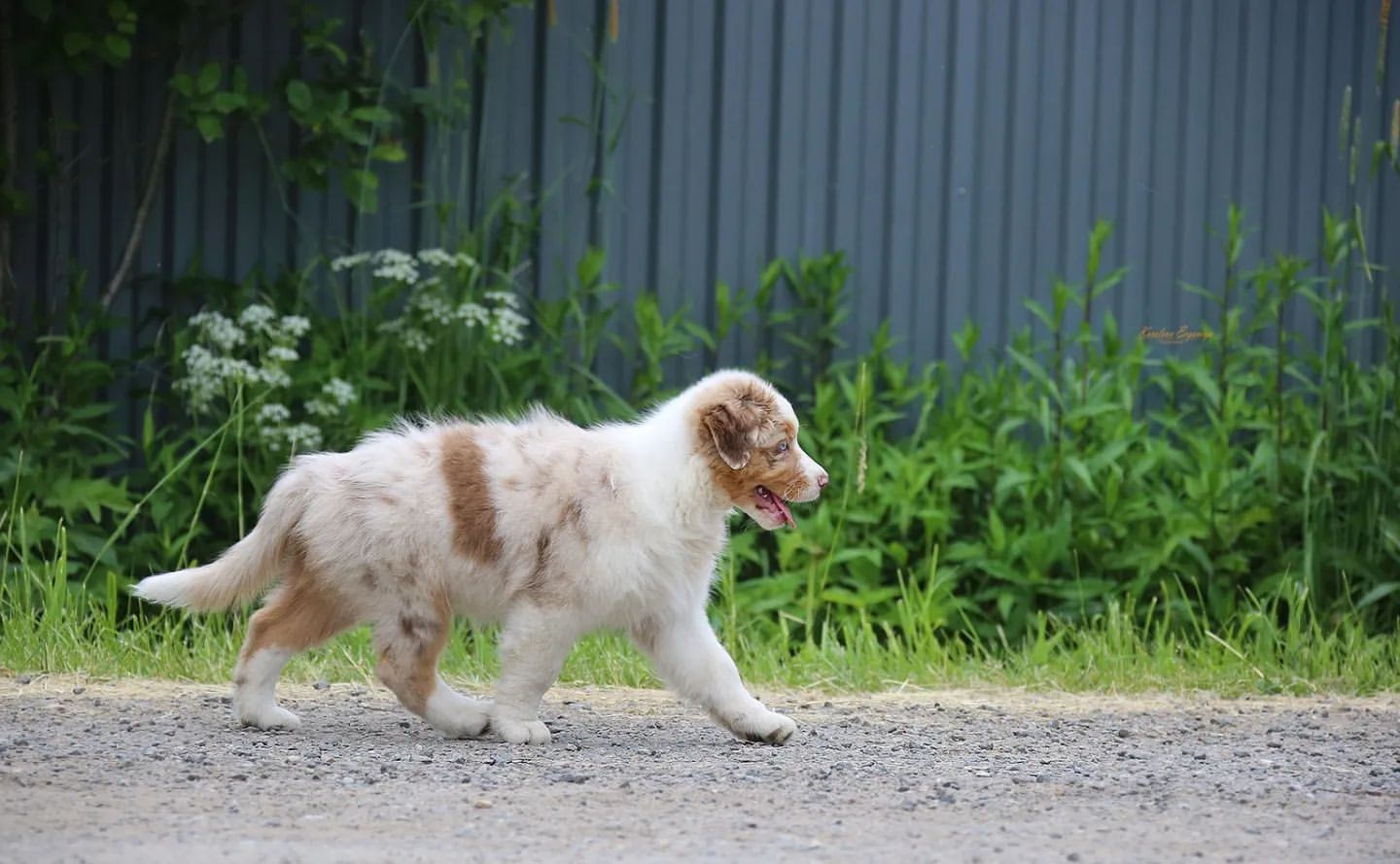 iz_doma_korolevoi_kennel в LOOKY — фото 3
