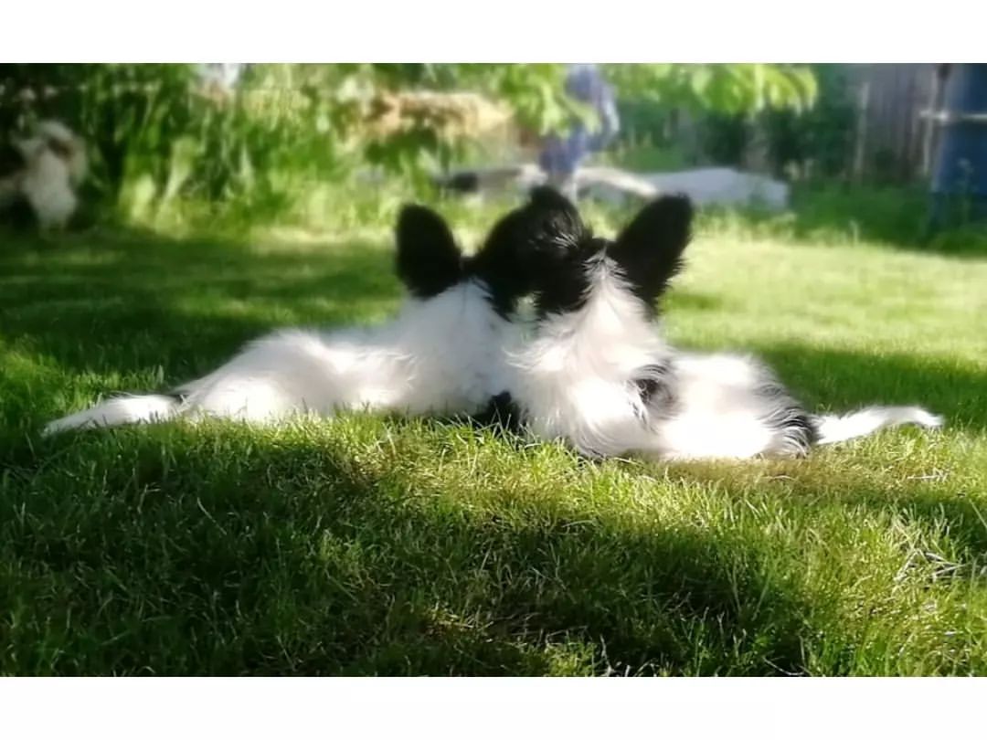kennel_zvezda_moya в LOOKY — Сестры. Эстель и ЭМИЛИ (ПАНДА). 
Прекрасный летний день.

#щ