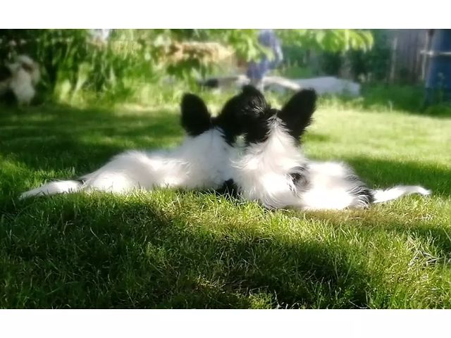 kennel_zvezda_moya в LOOKY. #щенки,#щенкипапийона,#собакабабочка,#пометЭ,#хочусобаку,#звездамоя,#папийонвкаждыйдом,#купитьщенкапапийона,#купитьщенка. Сестры. Эстель и ЭМИ...