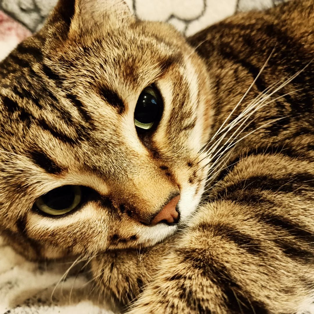 drshenk.julija